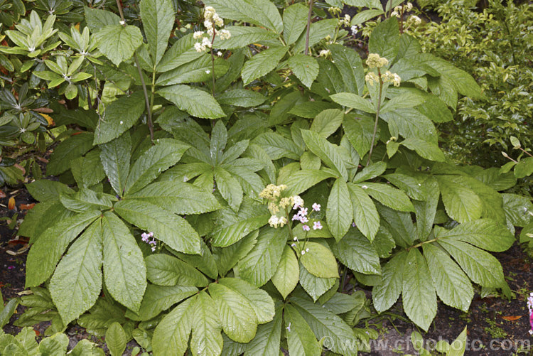 Rodgersia sambucifolia, a rhizomatous perennial native to China. The foliage stems can grow to 90cm tall and are topped with heads of tiny white or pink flowers. The name sambucifolia come from the foliage's resemblance to that of elderberry (<i>Sambucus</i>). rodgersia-2722htm'>Rodgersia. <a href='saxifragaceae-plant-family-photoshtml'>Saxifragaceae</a>.