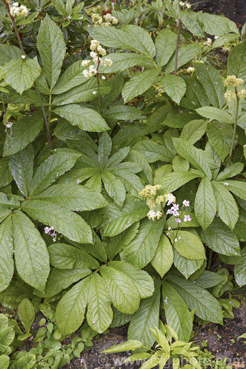 Rodgersia sambucifolia, a rhizomatous perennial native to China. The foliage stems can grow to 90cm tall and are topped with heads of tiny white or pink flowers. The name sambucifolia come from the foliage's resemblance to that of elderberry (<i>Sambucus</i>). rodgersia-2722htm'>Rodgersia. <a href='saxifragaceae-plant-family-photoshtml'>Saxifragaceae</a>.