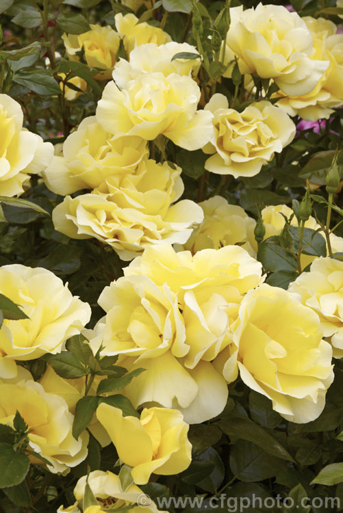 Rosa 'Serendipity', a compact, fragrant, Cluster-flowered (<i>Floribunda</i>) shrub rose raised by Harkness of England in 1997. The flowers weather well for a yellow rose. Order: Rosales, Family: Rosaceae