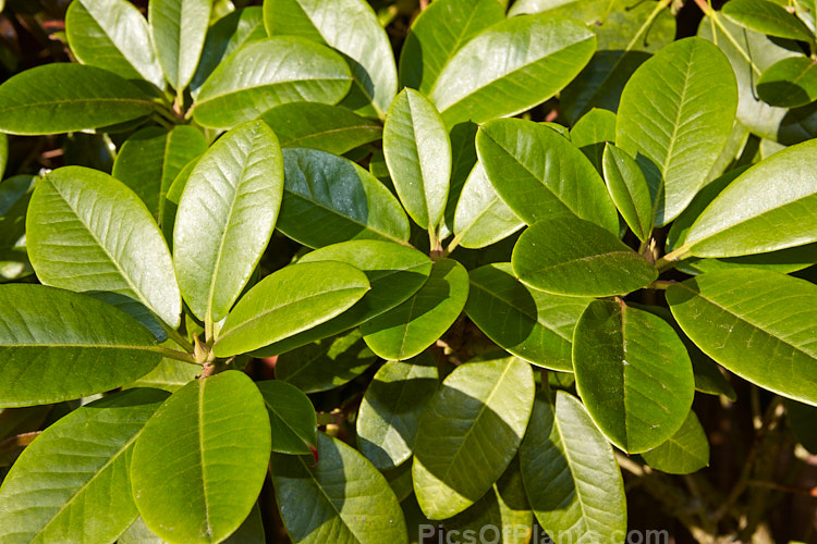 <i>Rhododendron</i> 'Unique' (<i>Rhododendron campylocarpum</i> subsp. <i>campylocarpum”</i> x unknown</i>), a hybrid raised by Slocock of Britain in the early 1930s. It is very popular and is notable for the colour changes from bud to open flower. Order: Ericales, Family: Ericaceae