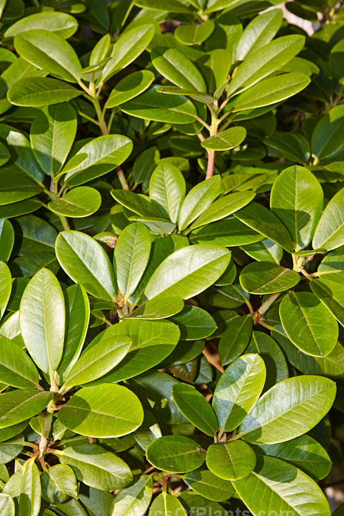 <i>Rhododendron</i> 'Unique' (<i>Rhododendron campylocarpum</i> subsp. <i>campylocarpum”</i> x unknown</i>), a hybrid raised by Slocock of Britain in the early 1930s. It is very popular and is notable for the colour changes from bud to open flower. Order: Ericales, Family: Ericaceae