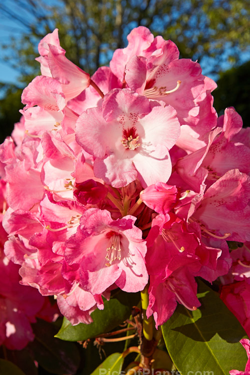 <i>Rhododendron</i> 'Trude Webster' ('Countess of Derby' selfed</i>), raised by Greer of the United States and introduced in 1961, this medium-sized midseason to late-flowering hybrid produces a very large flower truss. The mid-pink flowers are generally rather lighter at the centre, but the effect is not so much of a two-tone effect as 'Lem's Monarch'. Order: Ericales, Family: Ericaceae