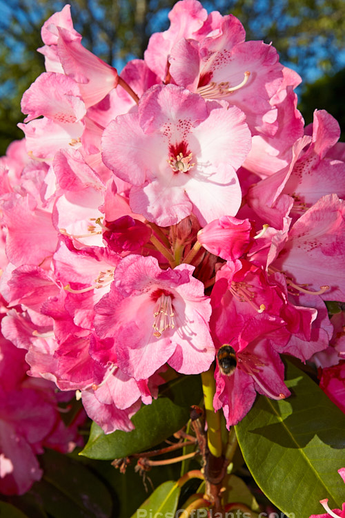<i>Rhododendron</i> 'Trude Webster' ('Countess of Derby' selfed</i>), raised by Greer of the United States and introduced in 1961, this medium-sized midseason to late-flowering hybrid produces a very large flower truss. The mid-pink flowers are generally rather lighter at the centre, but the effect is not so much of a two-tone effect as 'Lem's Monarch'. Order: Ericales, Family: Ericaceae
