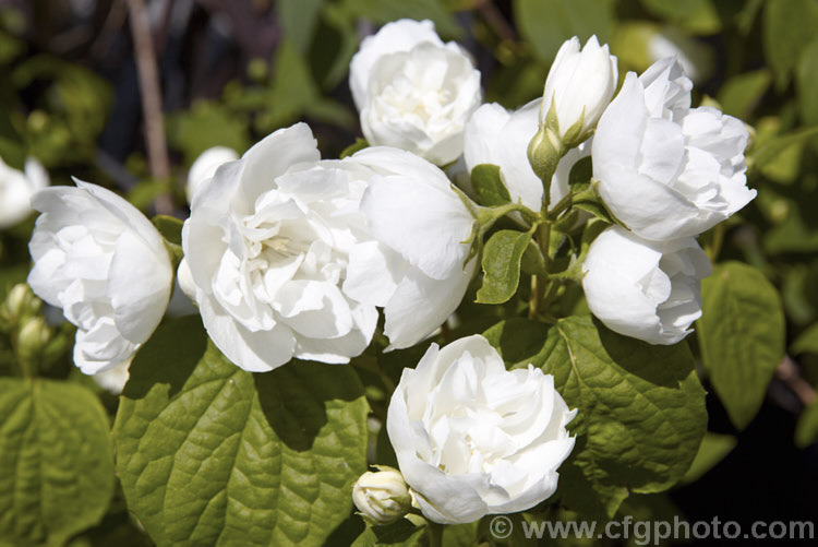 Philadelphus x virginalis 'Virginal', the best-known cultivar of a group of garden hybrids in this cross. It has fragrant, semi-double to double flowers in loose clusters and blooms in early summer. Order: Cornales, Family: Hydrangeaceae