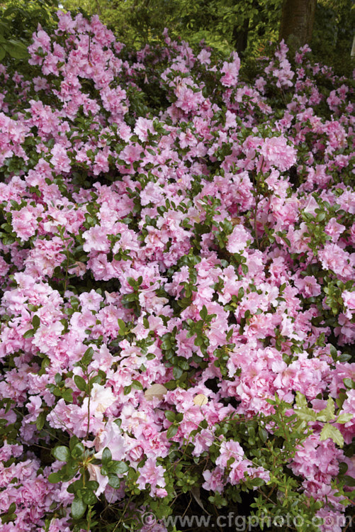 Rhododendron (evergreen azalea</i>) 'Betty. Anne. Voss' ('Lady Louise' x 'Shinnyo. No. Tsuki'), a low to medium height, spreading, Robin. Hill intergroup hybrid with hose-in-hose double flowers than open rather late. The overall effect is like a Satsuki azalea but with double flowers