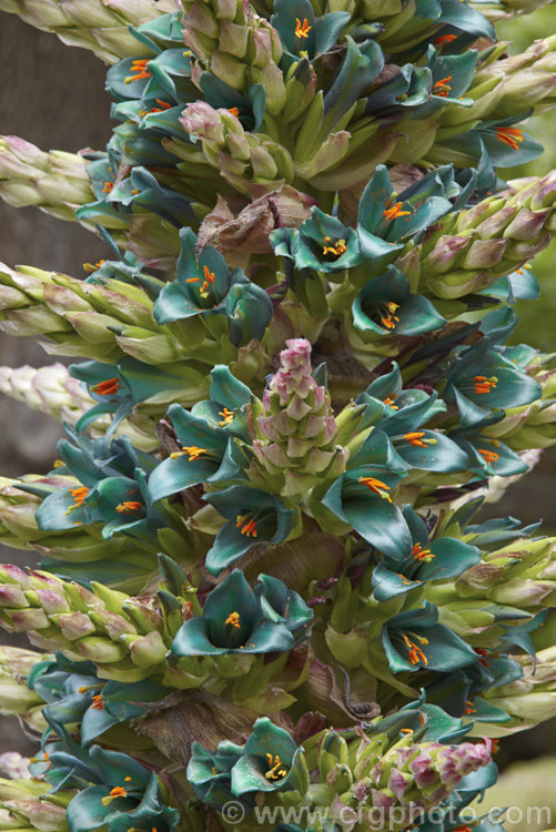 Puya alpestris, a spectacularly coloured summer-flowering bromeliad native to Chile. The flower spikes can grow to over 18m tall but the foliage clump is only around 1-1.5m high and wide. Most cultivated plants labelled. Puya alpestris are actually. Puya berteroniana, which is similar but larger, up to 4m high in flower, with slightly less green-tinted flowers