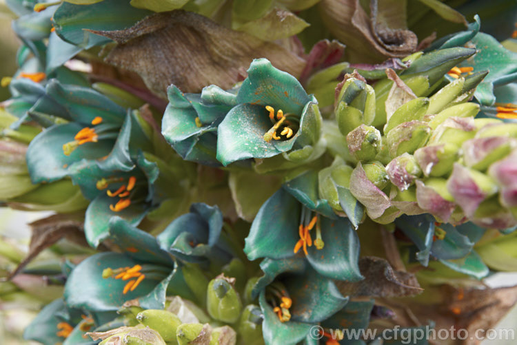 Puya alpestris, a spectacularly coloured summer-flowering bromeliad native to Chile. The flower spikes can grow to over 18m tall but the foliage clump is only around 1-1.5m high and wide. Most cultivated plants labelled. Puya alpestris are actually. Puya berteroniana, which is similar but larger, up to 4m high in flower, with slightly less green-tinted flowers