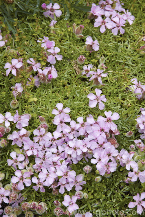 Saponaria x olivana, a low, spreading perennial that has a rather complex parentage involving. Saponaria pumilio, Saponaria caespitosa and Saponaria ocymoides. In its growth habit it resembles. Saponaria pumilio but its flowers are larger. saponaria-3279htm'>Saponaria. Order: Caryophyllales, Family: Caryophyllaceae