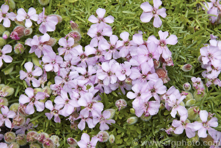 Saponaria x olivana, a low, spreading perennial that has a rather complex parentage involving. Saponaria pumilio, Saponaria caespitosa and Saponaria ocymoides. In its growth habit it resembles. Saponaria pumilio but its flowers are larger. saponaria-3279htm'>Saponaria. Order: Caryophyllales, Family: Caryophyllaceae