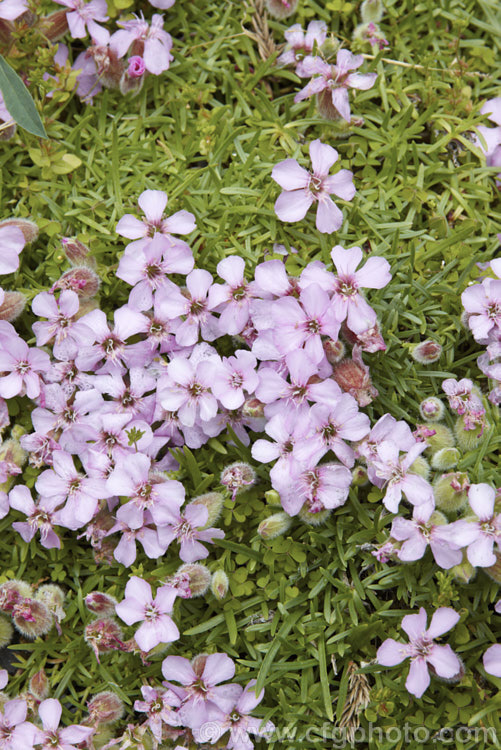 Saponaria x olivana, a low, spreading perennial that has a rather complex parentage involving. Saponaria pumilio, Saponaria caespitosa and Saponaria ocymoides. In its growth habit it resembles. Saponaria pumilio but its flowers are larger. saponaria-3279htm'>Saponaria. Order: Caryophyllales, Family: Caryophyllaceae
