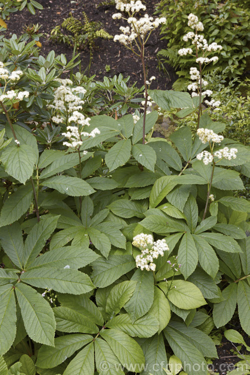 Rodgersia sambucifolia, a rhizomatous perennial native to China. The foliage stems can grow to 90cm tall and are topped with heads of tiny white or pink flowers. The name sambucifolia come from the foliage's resemblance to that of elderberry (<i>Sambucus</i>). rodgersia-2722htm'>Rodgersia. <a href='saxifragaceae-plant-family-photoshtml'>Saxifragaceae</a>.