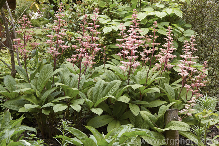Rodgersia pinnata 'Elegans', a light-pink-flowered form of a normally red-flowered, 12m tall, late spring- to early summer-blooming herbaceous perennial native to the woodlands, streamsides and marginal boggy areas of southwestern China. rodgersia-2722htm'>Rodgersia. <a href='saxifragaceae-plant-family-photoshtml'>Saxifragaceae</a>.
