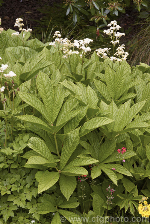 Rodgersia aesculifolia, a rhizomatous perennial native to China. The foliage stems can grow to 15m tall and are topped by 60cm long plumes of tiny white flowers. The name aesculifolia come from the foliage's resemblance to that of horse chestnut (<i>Aesculus hippocastanum</i>). rodgersia-2722htm'>Rodgersia. <a href='saxifragaceae-plant-family-photoshtml'>Saxifragaceae</a>.