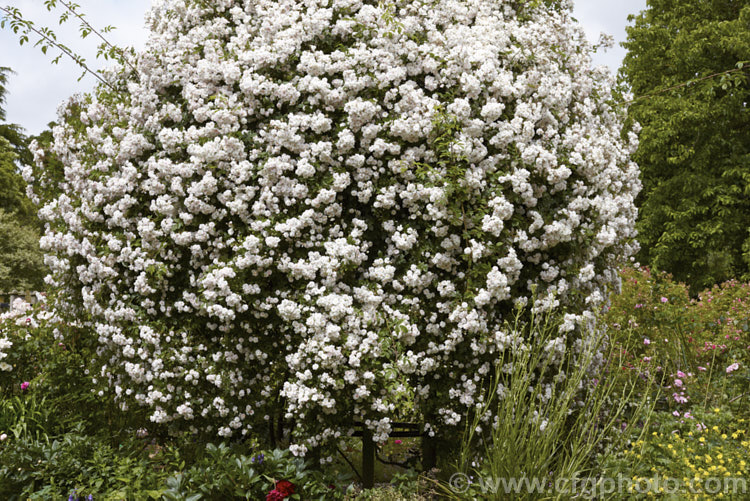 Rosa 'Paul's Himalayan Musk. Rambler', a vigorous early summer-flowering rambling rose raised by George. Paul Jr of the United Kingdom and dating from around 1916. Its parentage is uncertain but involves. Rosa brunoni. The scented flowers can appear white at a distance but when examined more closely it can be seen that they are pale pink on first opening, then they fade to near-white. This plant can grow to 10m high and wide and needs plenty of room. Order: Rosales, Family: Rosaceae