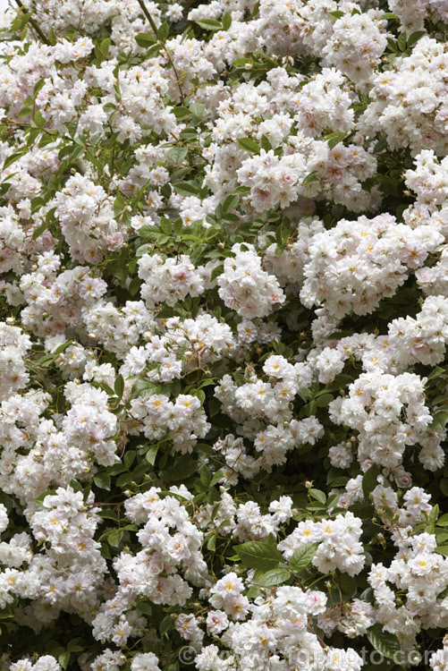 Rosa 'Paul's Himalayan Musk. Rambler', a vigorous early summer-flowering rambling rose raised by George. Paul Jr of the United Kingdom and dating from around 1916. Its parentage is uncertain but involves. Rosa brunoni. The scented flowers can appear white at a distance but when examined more closely it can be seen that they are pale pink on first opening, then they fade to near-white. This plant can grow to 10m high and wide and needs plenty of room. Order: Rosales, Family: Rosaceae