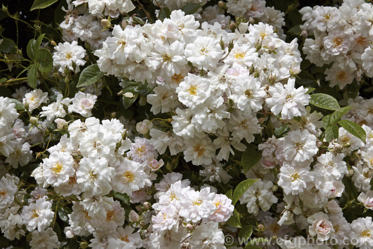Rosa 'Paul's Himalayan Musk. Rambler', a vigorous early summer-flowering rambling rose raised by George. Paul Jr of the United Kingdom and dating from around 1916. Its parentage is uncertain but involves. Rosa brunoni. The scented flowers can appear white at a distance but when examined more closely it can be seen that they are pale pink on first opening, then they fade to near-white. This plant can grow to 10m high and wide and needs plenty of room. Order: Rosales, Family: Rosaceae