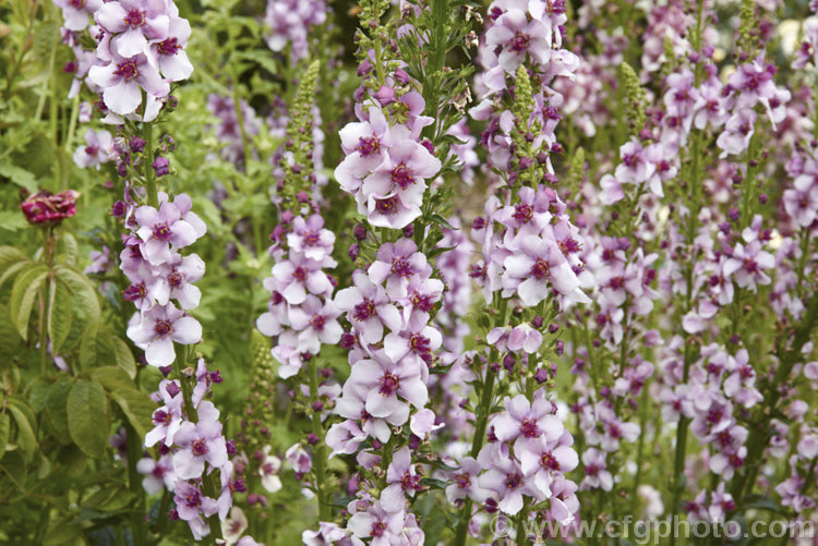 Verbascum 'Southern. Charm', a strain of long-flowering hybrid mulleins raised for use as bedding plants or in perennial borders. They are perennial but tend to be short lived and occur in a range of shades from cream to deep pink. The flower stems are compact and rarely exceed 75cm tall Such hybrids tend to have. Verbascum dumulosum, Verbascum pestalozzae and Verbascum phoeniceum in their parentage. verbascum-3385htm'>Verbascum. <a href='scrophulariaceae-plant-family-photoshtml'>Scrophulariaceae</a>.