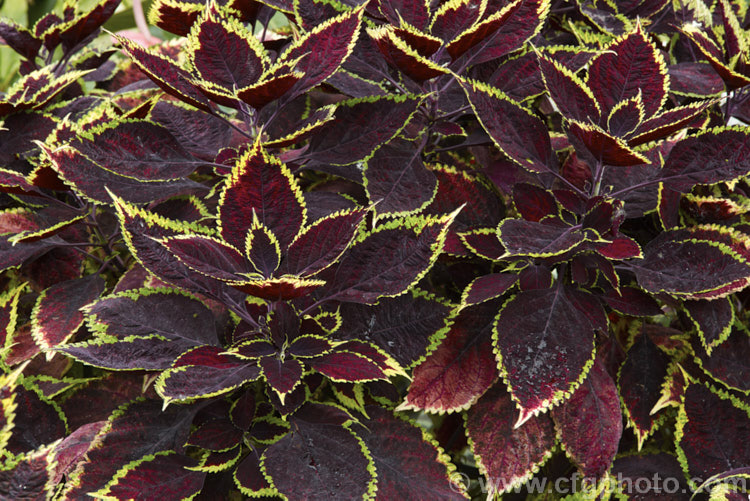 A dark-foliaged. Coleus (<i>Solenostemon scutellarioides</i>) cultivar. Originally native to Southeast Asia, this tender shrubby perennial occurs in many coloured foliage forms.