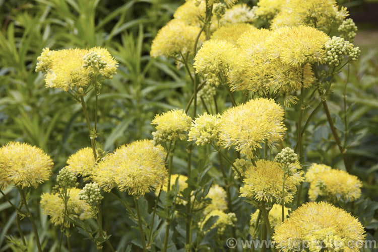 Yellow Meadow Rue (<i>Thalictrum flavum</i>), a late spring- to summer-flowering perennial native to Europe and North Africa. Its flower stems grow to around 1m tall thalictrum-2040htm'>Thalictrum.