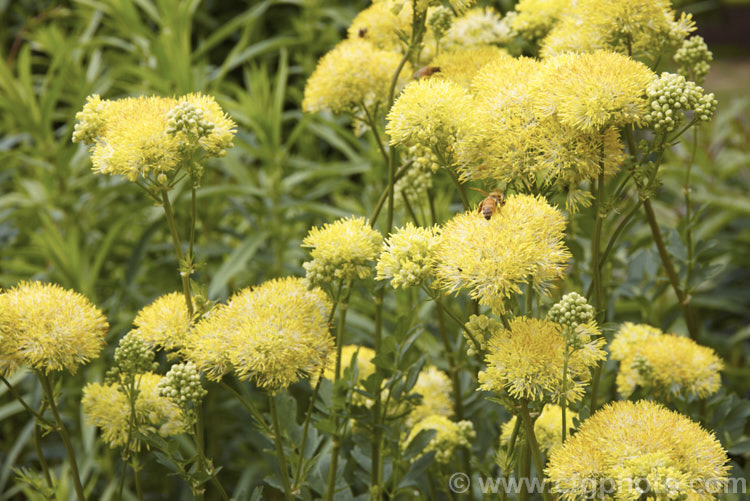 Yellow Meadow Rue (<i>Thalictrum flavum</i>), a late spring- to summer-flowering perennial native to Europe and North Africa. Its flower stems grow to around 1m tall thalictrum-2040htm'>Thalictrum.