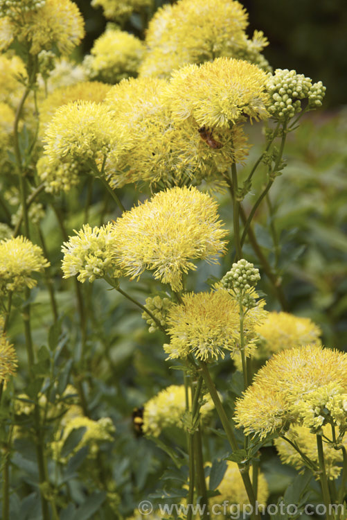 Yellow Meadow Rue (<i>Thalictrum flavum</i>), a late spring- to summer-flowering perennial native to Europe and North Africa. Its flower stems grow to around 1m tall thalictrum-2040htm'>Thalictrum.