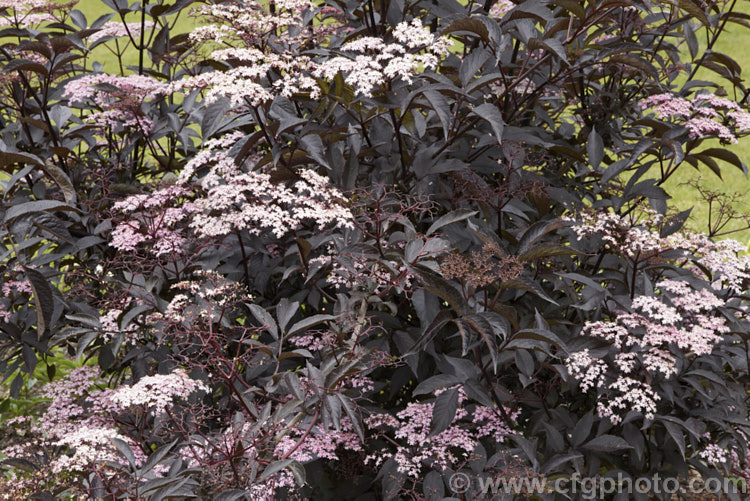 Black Elderberry (<i>Sambucus nigra 'Purpurea'), a cultivar of a Eurasian deciduous shrub that often naturalises and can become a weed 'Purpurea' differs markedly from the species, being more compact and having very dark purple-red foliage with heads of small, pale pink flowers that open from deeper pink buds. Order: Dipsacales, Family: Adoxaceae