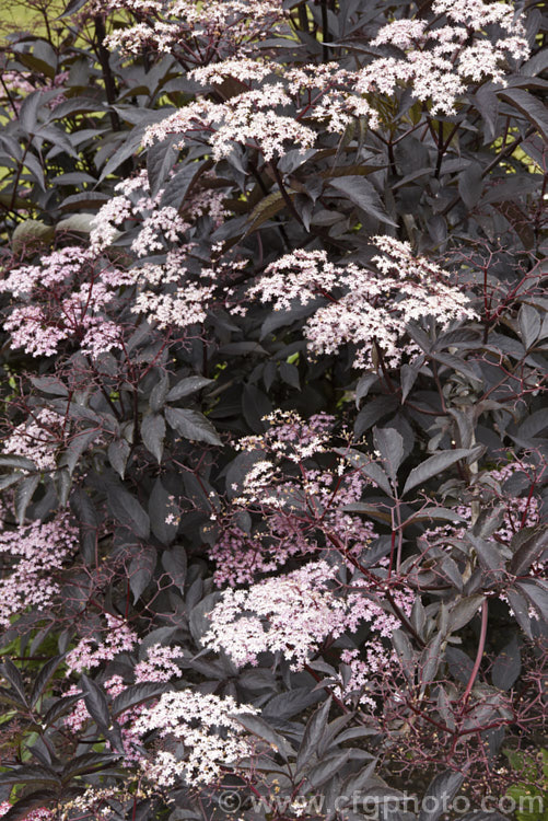 Black Elderberry (<i>Sambucus nigra 'Purpurea'), a cultivar of a Eurasian deciduous shrub that often naturalises and can become a weed 'Purpurea' differs markedly from the species, being more compact and having very dark purple-red foliage with heads of small, pale pink flowers that open from deeper pink buds. Order: Dipsacales, Family: Adoxaceae