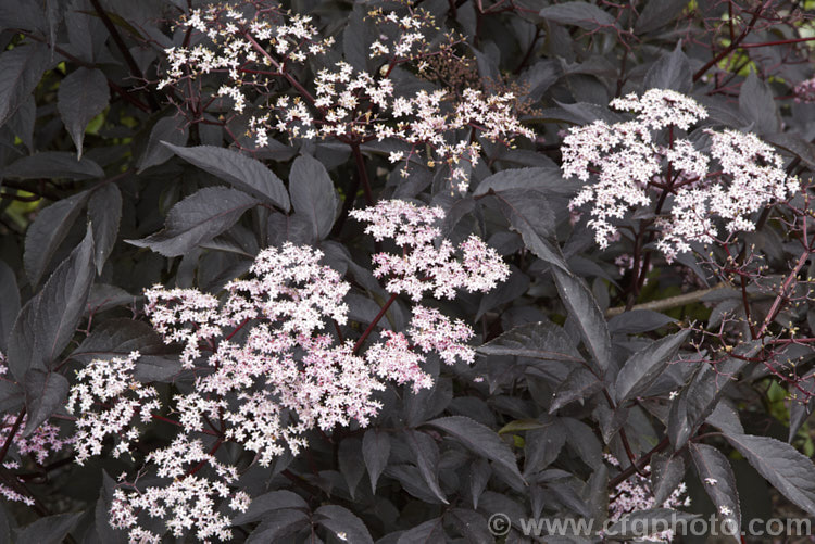 Black Elderberry (<i>Sambucus nigra 'Purpurea'), a cultivar of a Eurasian deciduous shrub that often naturalises and can become a weed 'Purpurea' differs markedly from the species, being more compact and having very dark purple-red foliage with heads of small, pale pink flowers that open from deeper pink buds. Order: Dipsacales, Family: Adoxaceae