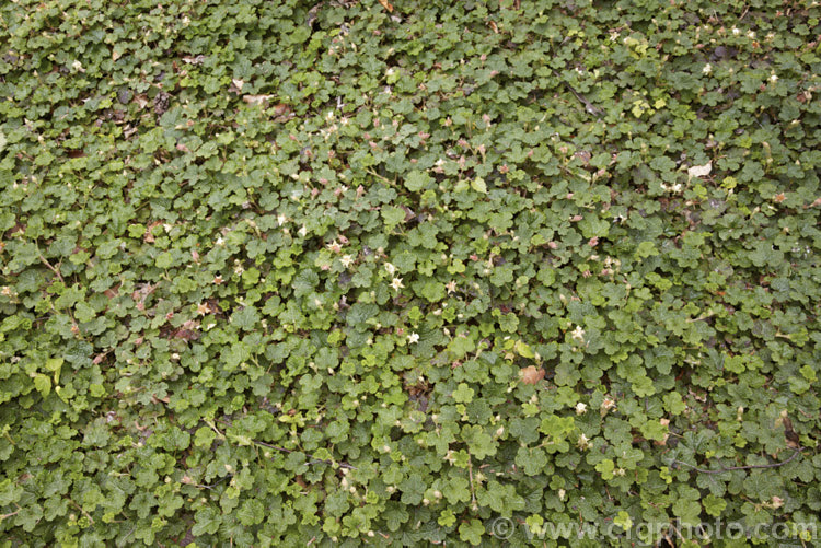 Orangeberry (<i>Rubus rolfei [syn. Rubus pentalobus]), a spreading semi-evergreen groundcover shrub native to Taiwan. It is grown both for its small grape-like leaves that often colour well in cool weather and for its edible, orange, raspberry-like fruits.