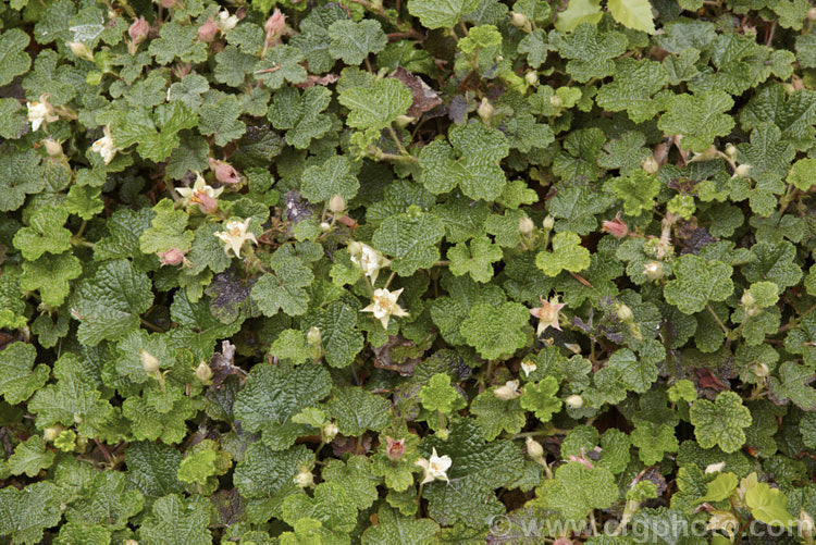 Orangeberry (<i>Rubus rolfei [syn. Rubus pentalobus]), a spreading semi-evergreen groundcover shrub native to Taiwan. It is grown both for its small grape-like leaves that often colour well in cool weather and for its edible, orange, raspberry-like fruits.