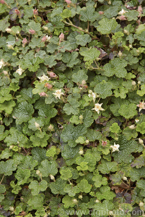 Orangeberry (<i>Rubus rolfei [syn. Rubus pentalobus]), a spreading semi-evergreen groundcover shrub native to Taiwan. It is grown both for its small grape-like leaves that often colour well in cool weather and for its edible, orange, raspberry-like fruits.