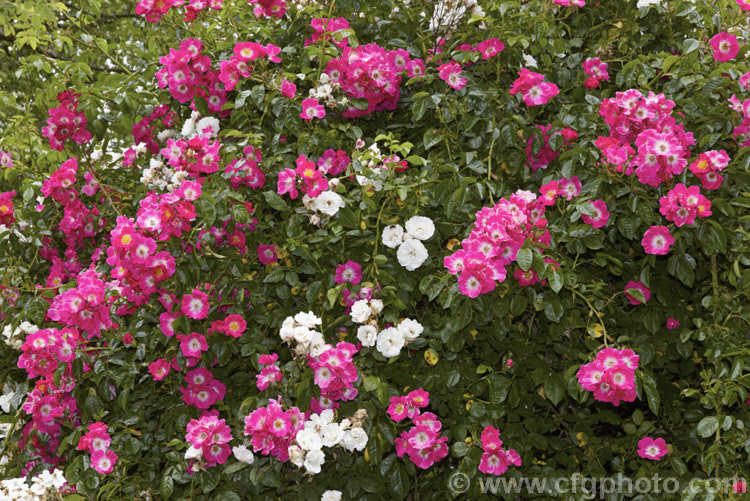 Two intertwined. Rambler roses: the white-flowered 'Venusta. Pendula' and the white-centred, pink-flowered 'American Pillar', both of which date from the first third of the 20th century. Order: Rosales, Family: Rosaceae