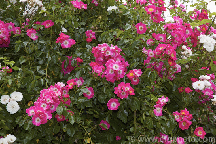 Rosa 'American Pillar', a Hybrid Wichuraiana Rambler raised in 1909. It grows rapidly to around 4m tall and flowers very heavily in early summer but does repeat its blooming. Order: Rosales, Family: Rosaceae