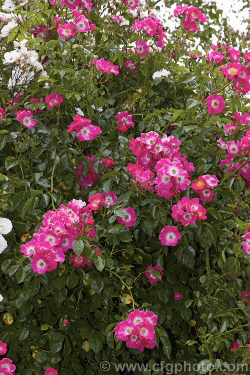 Rosa 'American Pillar', a Hybrid Wichuraiana Rambler raised in 1909. It grows rapidly to around 4m tall and flowers very heavily in early summer but does repeat its blooming. Order: Rosales, Family: Rosaceae