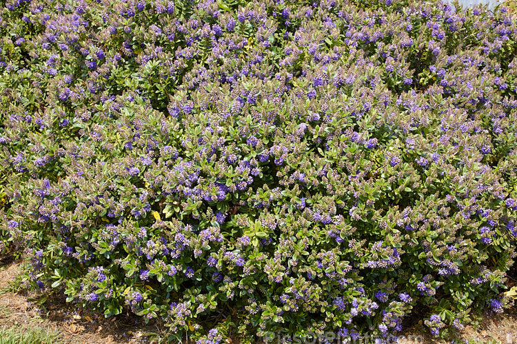 <i>Veronica x franciscana</i> (syn. <i>Hebe x franciscana</i>) 'Blue Gem' (<i>Veronica elliptica</i> x <i>Veronica speciosa</i>), popular for its heavy-flowering, compact growth and tolerance of coastal conditions. 'Blue Gem', which flowers in early summer, is a British-raised cultivar dating from 1868. Order: Lamiales, Family: Plantaginaceae