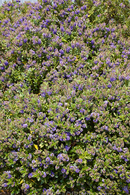 <i>Veronica x franciscana</i> (syn. <i>Hebe x franciscana</i>) 'Blue Gem' (<i>Veronica elliptica</i> x <i>Veronica speciosa</i>), popular for its heavy-flowering, compact growth and tolerance of coastal conditions. 'Blue Gem', which flowers in early summer, is a British-raised cultivar dating from 1868. Order: Lamiales, Family: Plantaginaceae