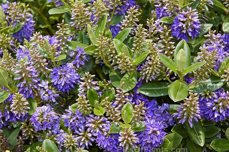 <i>Veronica x franciscana</i> (syn. <i>Hebe x franciscana</i>) 'Blue Gem' (<i>Veronica elliptica</i> x <i>Veronica speciosa</i>), popular for its heavy-flowering, compact growth and tolerance of coastal conditions. 'Blue Gem', which flowers in early summer, is a British-raised cultivar dating from 1868. Order: Lamiales, Family: Plantaginaceae
