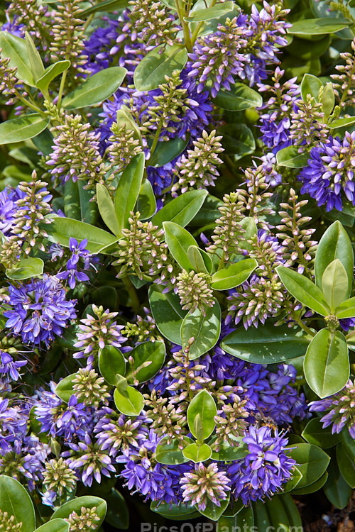 <i>Veronica x franciscana</i> (syn. <i>Hebe x franciscana</i>) 'Blue Gem' (<i>Veronica elliptica</i> x <i>Veronica speciosa</i>), popular for its heavy-flowering, compact growth and tolerance of coastal conditions. 'Blue Gem', which flowers in early summer, is a British-raised cultivar dating from 1868. Order: Lamiales, Family: Plantaginaceae