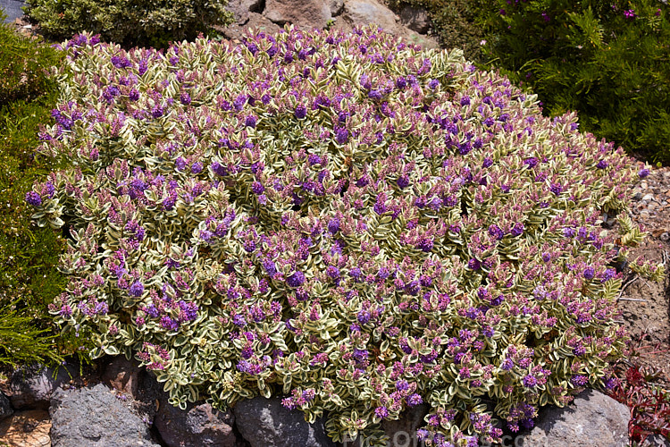 <i>Veronica x franciscana</i> (syn. <i>Hebe x franciscana</i>) 'Waireka' (<i>Veronica elliptica</i> x <i>Veronica speciosa</i>), a compact, heavy-flowering, variegated foliaged cultivar that grows to around 1.3m tall It is also known as 'Variegata' and flowers in early summer. Order: Lamiales, Family: Plantaginaceae