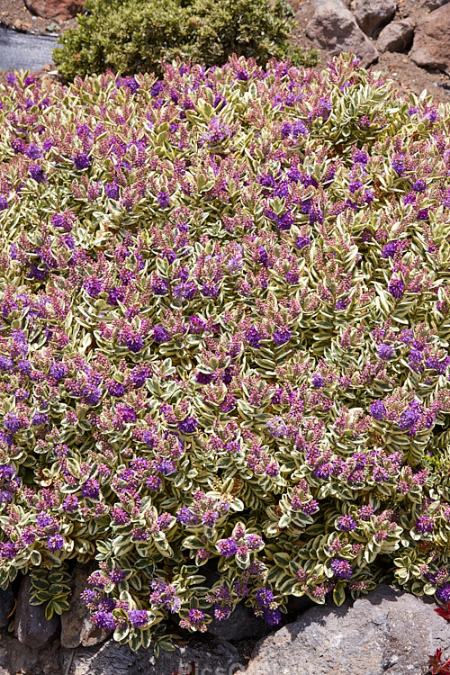 <i>Veronica x franciscana</i> (syn. <i>Hebe x franciscana</i>) 'Waireka' (<i>Veronica elliptica</i> x <i>Veronica speciosa</i>), a compact, heavy-flowering, variegated foliaged cultivar that grows to around 1.3m tall It is also known as 'Variegata' and flowers in early summer. Order: Lamiales, Family: Plantaginaceae