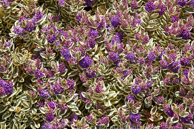 <i>Veronica x franciscana</i> (syn. <i>Hebe x franciscana</i>) 'Waireka' (<i>Veronica elliptica</i> x <i>Veronica speciosa</i>), a compact, heavy-flowering, variegated foliaged cultivar that grows to around 1.3m tall It is also known as 'Variegata' and flowers in early summer. Order: Lamiales, Family: Plantaginaceae