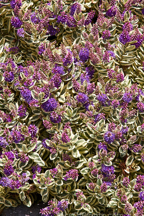 <i>Veronica x franciscana</i> (syn. <i>Hebe x franciscana</i>) 'Waireka' (<i>Veronica elliptica</i> x <i>Veronica speciosa</i>), a compact, heavy-flowering, variegated foliaged cultivar that grows to around 1.3m tall It is also known as 'Variegata' and flowers in early summer. Order: Lamiales, Family: Plantaginaceae