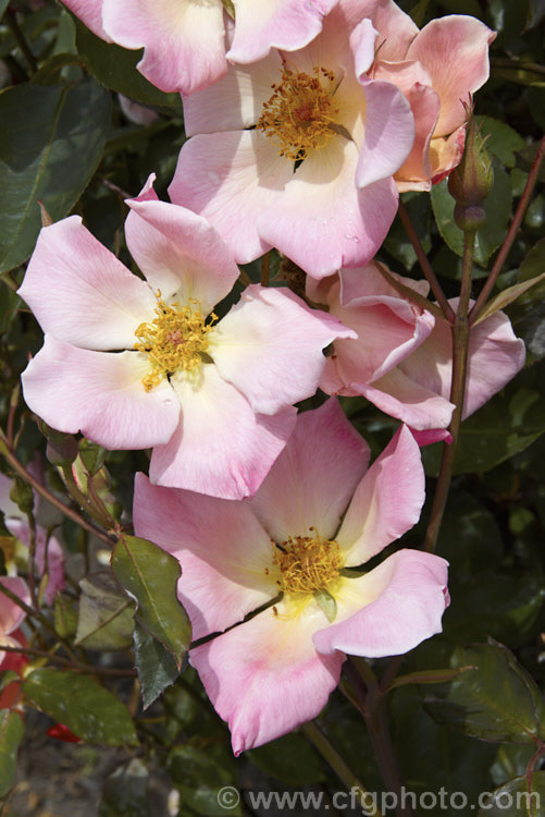 Rosa 'Irish Elegance' (<i>Rosa hibernica x unknown. Hybrid Tea</i>), a single-flowered Large-flowered (<i>Hybrid Tea</i>) bush rose raised in 1905 by Alexander. Dickson. Jr of the United Kingdom. It can grow to over 2m tall and the flowers have a strong fragrance. Order: Rosales, Family: Rosaceae