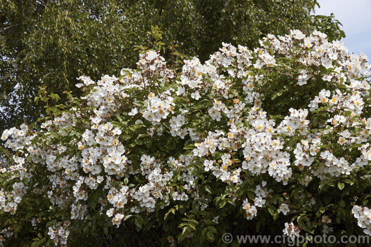 Rosa 'Wedding Day', (probably a Rosa sinowilsonii hybrid</i>), a rampant once-flowering climbing. Wild rose. It originated in Sussex, England in 1950. Order: Rosales, Family: Rosaceae