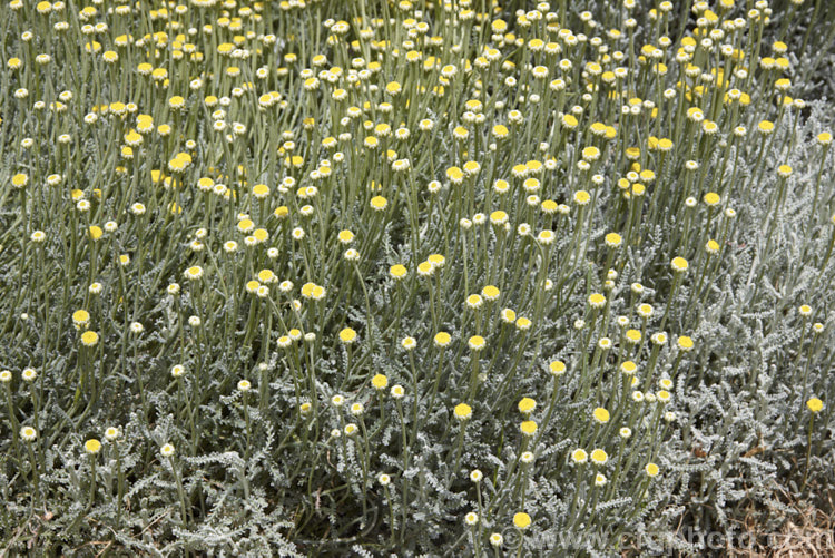 Lavender. Cotton (<i>Santolina chamaecyparissus</i>), a low, spreading evergreen shrub native to the western and central Mediterranean region. Its small globular flower heads appear from early summer. santolina-2485htm'>Santolina.