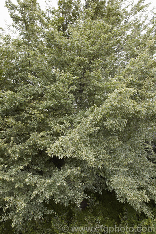 Variegated European Field or Smooth-leaved Elm (<i>Ulmus carpinifolia 'Variegata'). The leaves are mottled with green rather being in a sectored or edged pattern. Order: Rosales, Family: Ulmaceae
