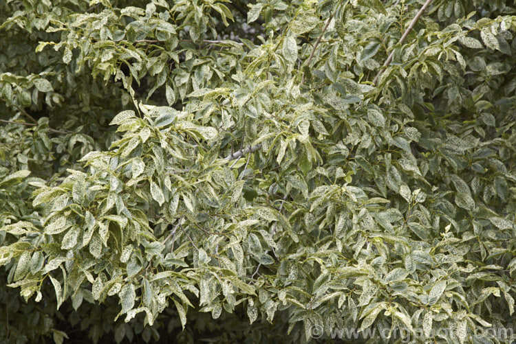 Foliage of the Variegated European Field or Smooth-leaved Elm (<i>Ulmus carpinifolia 'Variegata'). The leaves are mottled with green rather being in a sectored or edged pattern. Order: Rosales, Family: Ulmaceae