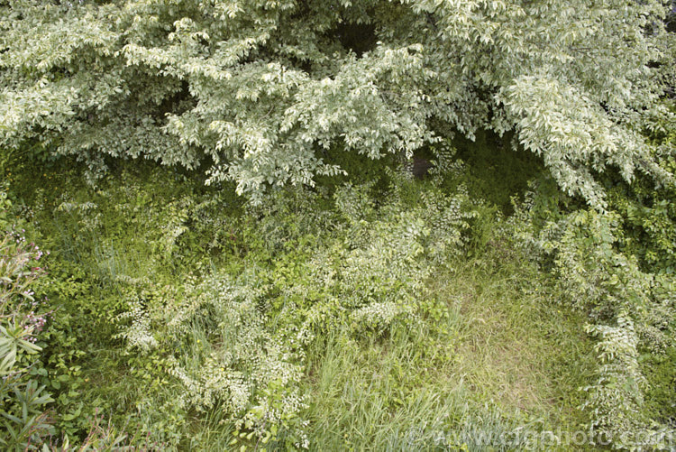 A view from above of the ground around a Variegated European Field or Smooth-leaved Elm (<i>Ulmus carpinifolia 'Variegata'), showing the many suckers this tree sends up if left unattended. The leaves of this variegated cultivar are mottled with green rather being in a sectored or edged pattern. Order: Rosales, Family: Ulmaceae