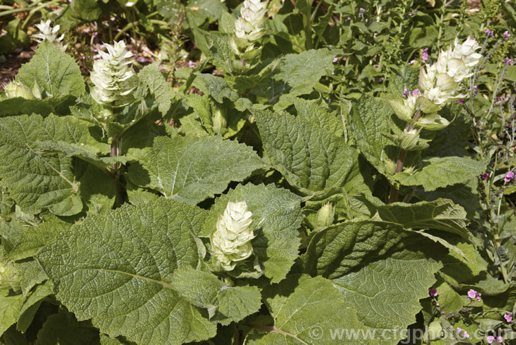 Clary Sage (<i>Salvia sclarea</i>), a 1–2m tall biennial or herbaceous perennial native to the Mediterranean region and central Asia. It has many herbal uses. Order: Lamiales, Family: Lamiaceae