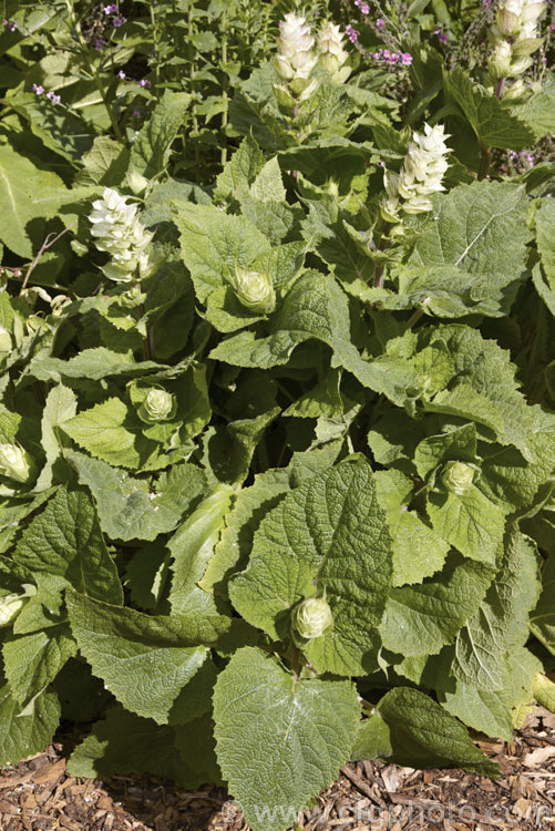 Clary Sage (<i>Salvia sclarea</i>), a 1–2m tall biennial or herbaceous perennial native to the Mediterranean region and central Asia. It has many herbal uses. Order: Lamiales, Family: Lamiaceae